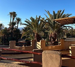 View of the Palm Grove