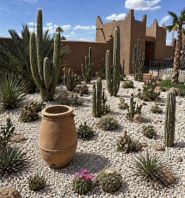 Cactus